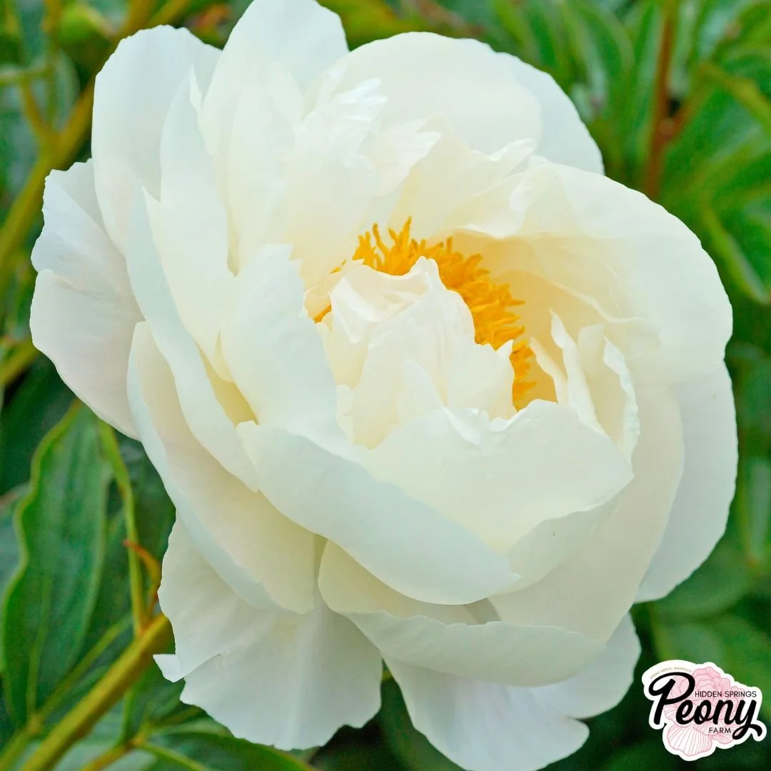 ✳︎peony✳︎ Cytherea Peony — Hidden Springs Peony Farm